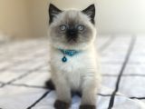 Safkan Mavi Gözlü British Shorthair Yavrularımız