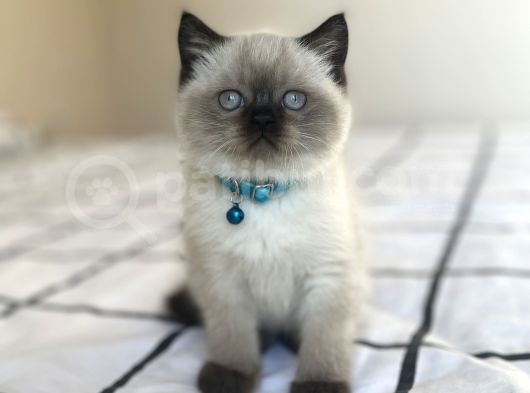 Safkan Mavi Gözlü British Shorthair Yavrularımız görsel