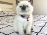 Safkan Mavi Gözlü British Shorthair Yavrularımız