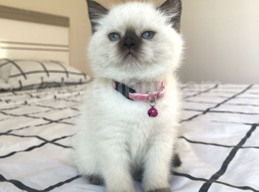 Safkan Mavi Gözlü British Shorthair Yavrularımız görsel
