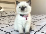 Safkan Mavi Gözlü British Shorthair Yavrularımız