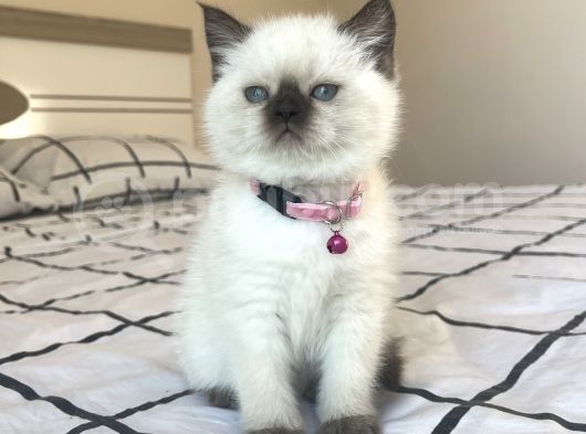 Safkan Mavi Gözlü British Shorthair Yavrularımız görsel