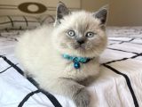 Safkan Mavi Gözlü British Shorthair Yavrularımız
