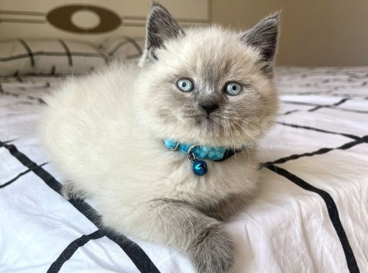 Safkan Mavi Gözlü British Shorthair Yavrularımız