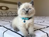 Safkan Mavi Gözlü British Shorthair Yavrularımız