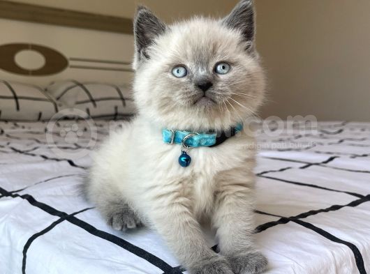 Safkan Mavi Gözlü British Shorthair Yavrularımız görsel