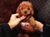 Mi̇ni̇ Mi̇ci̇ni̇k Toy Poodle Bebekleri̇mi̇z