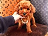Mi̇ni̇ Mi̇ci̇ni̇k Toy Poodle Bebekleri̇mi̇z
