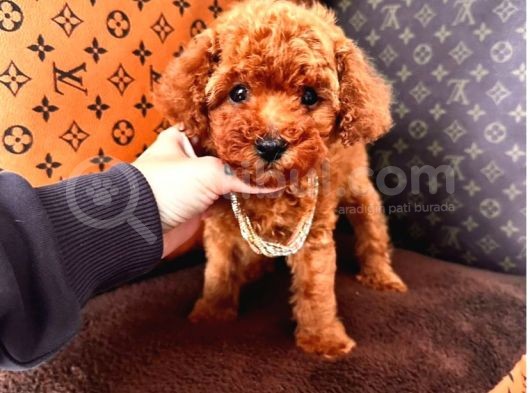 Mi̇ni̇ Mi̇ci̇ni̇k Toy Poodle Bebekleri̇mi̇z görsel