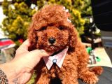 MİNİ MİCİNİK TOY POODLE BEBEKLERİMİZ
