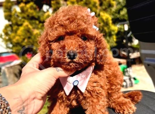 Mi̇ni̇ Mi̇ci̇ni̇k Toy Poodle Bebekleri̇mi̇z