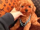 Mi̇ni̇ Mi̇ci̇ni̇k Toy Poodle Bebekleri̇mi̇z