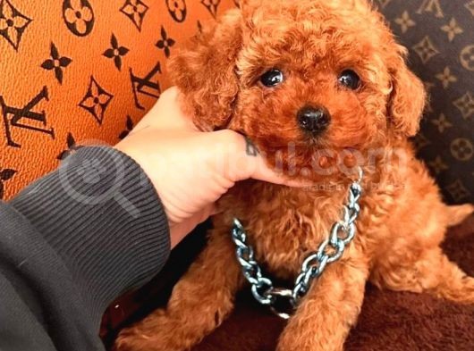 Mi̇ni̇ Mi̇ci̇ni̇k Toy Poodle Bebekleri̇mi̇z görsel