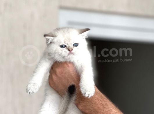 A Kali̇te Si̇lver Poi̇nt Yavrularim