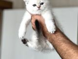 A Kali̇te Si̇lver Poi̇nt Yavrularim