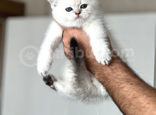A Kali̇te Si̇lver Poi̇nt Yavrularim görsel