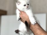 A Kali̇te Si̇lver Poi̇nt Yavrularim