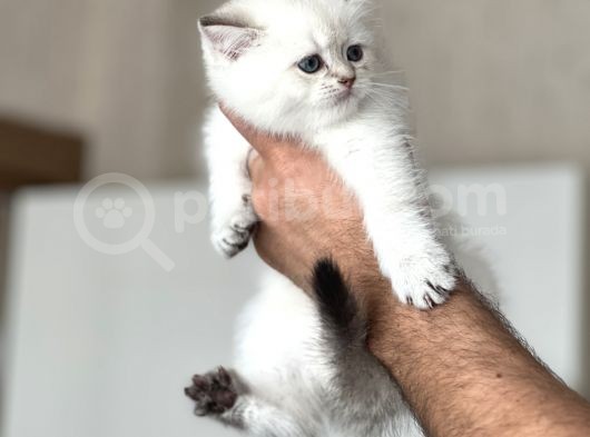 A Kali̇te Si̇lver Poi̇nt Yavrularim görsel
