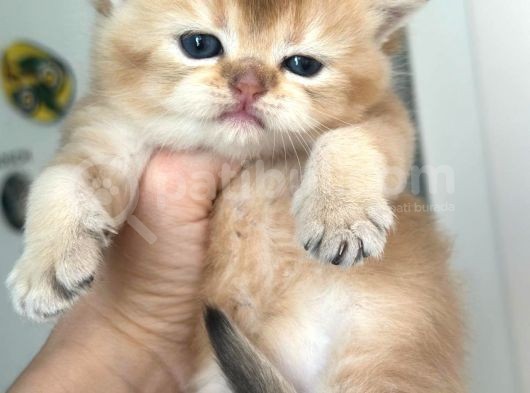 25 Günlük Üretim Ve Pet Şecereli Bebekler