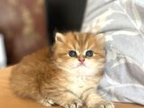 Kusursuz tip safkan golden bebekler
