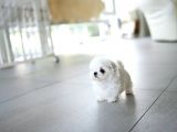 Kore Mikro Boy Maltese Terrier Alissa