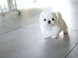 Kore Mikro Boy Maltese Terrier Alissa