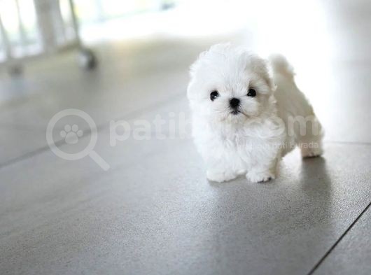 Kore Mikro Boy Maltese Terrier Alissa görsel