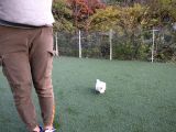 Kore Mikro Boy Maltese Terrier Alissa