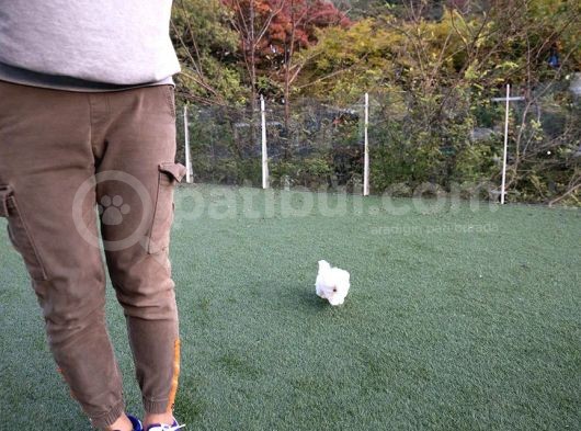 Kore Mikro Boy Maltese Terrier Alissa görsel