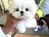 Kore Mikro Boy Maltese Terrier Alissa