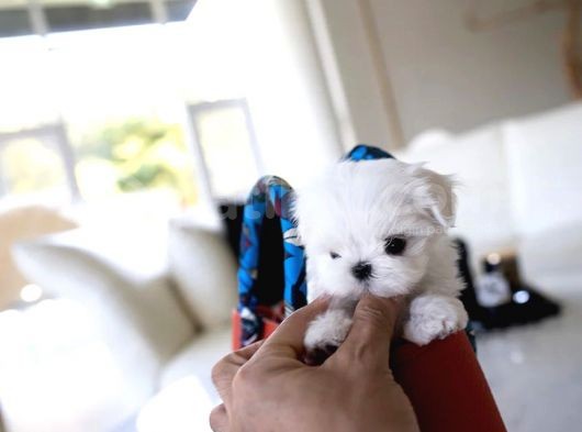 Korenin Güzeli Mikro Boy Maltese Terrier Lily görsel