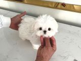 Korenin Güzeli Mikro Boy Maltese Terrier Lily