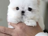 Kore Maltese Terrier Mikro 0 Boy Leo