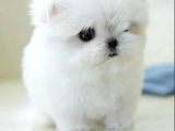 Kore Maltese Terrier Mikro 0 Boy Leo