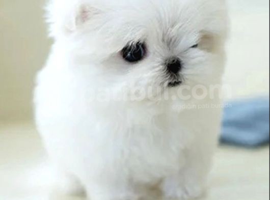 Kore Maltese Terrier Mikro 0 Boy Leo görsel