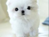 Kore Maltese Terrier Mikro 0 Boy Leo