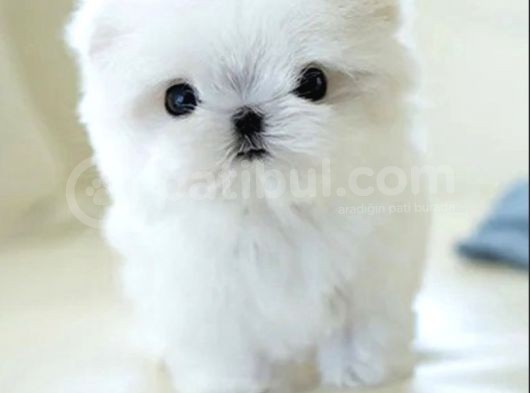Kore Maltese Terrier Mikro 0 Boy Leo görsel