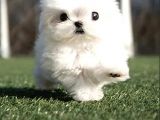 Kore Maltese Terrier Mikro 0 Boy Leo