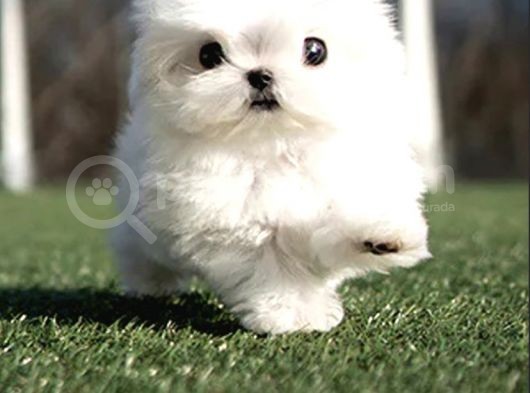 Kore Maltese Terrier Mikro 0 Boy Leo