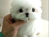 Yarışma Düzeyi 0 Boy Kore Maltese Terrier Jack