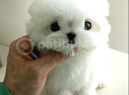 Yarışma Düzeyi 0 Boy Kore Maltese Terrier Jack görsel