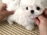 Yarışma Düzeyi 0 Boy Kore Maltese Terrier Jack