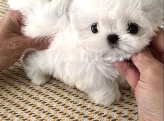 Yarışma Düzeyi 0 Boy Kore Maltese Terrier Jack