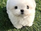 Yarışma Düzeyi 0 Boy Kore Maltese Terrier Jack