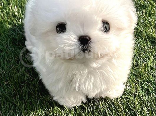 Yarışma Düzeyi 0 Boy Kore Maltese Terrier Jack görsel