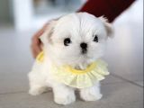 Yarışma Düzeyi 0 Boy Kore Maltese Terrier Jack