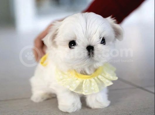 Yarışma Düzeyi 0 Boy Kore Maltese Terrier Jack görsel