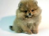POMERRİAN BOO AYI SURATLI 