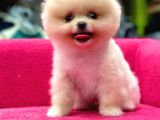 Teddy Bear Yavrular Petshop Güvencesiyle