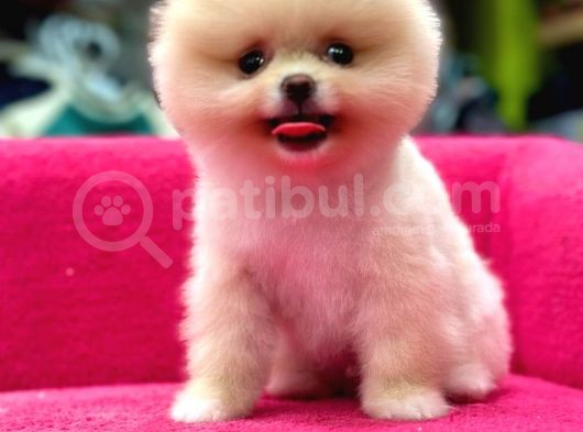 Teddy Bear Yavrular Petshop Güvencesiyle görsel